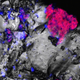 Cyanobacterial cells, seen in the red fluorescent color, attached to rock samples.